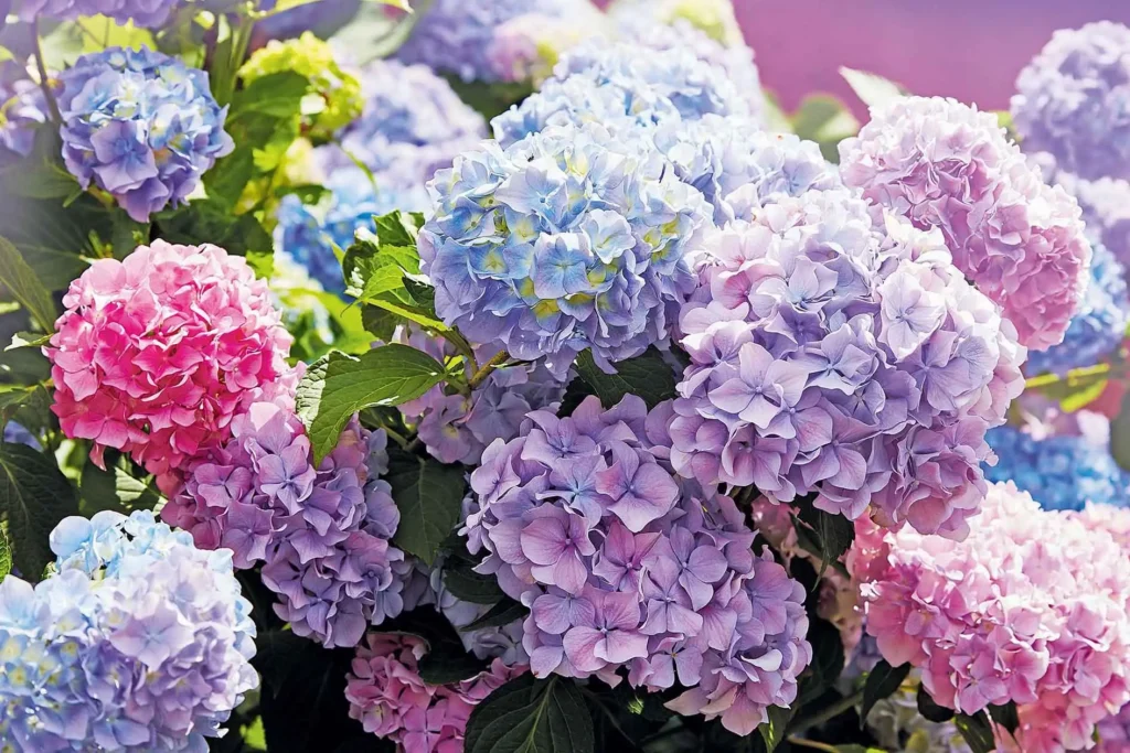 Scopri il segreto per far fiorire le ortensie con un ingrediente completamente naturale