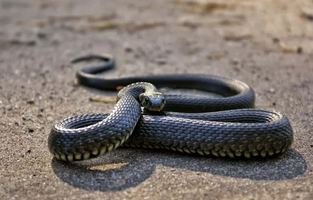 Bisce in giardino attenzione a questi 3 errori che le attirano