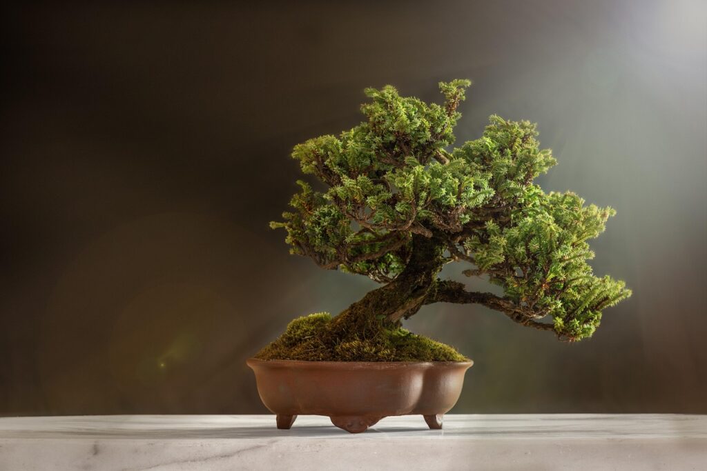 Come si curano i bonsai: ecco cosa devi sapere