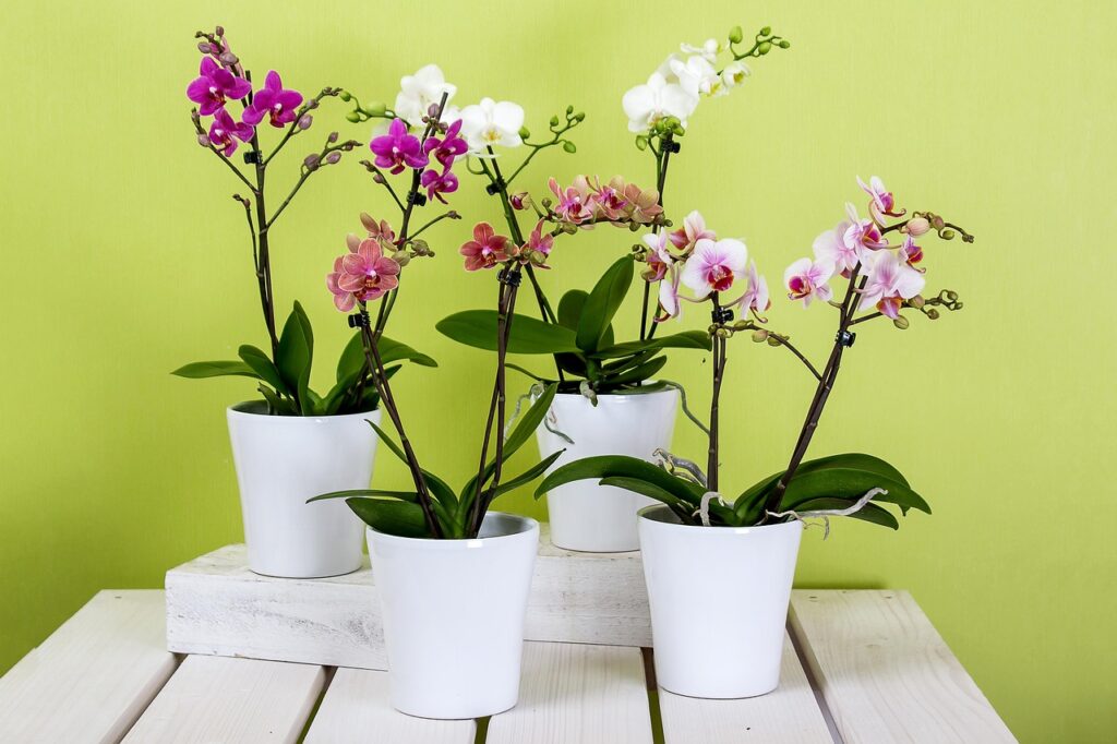 Come si curano le orchidee: ecco la guida passo dopo passo